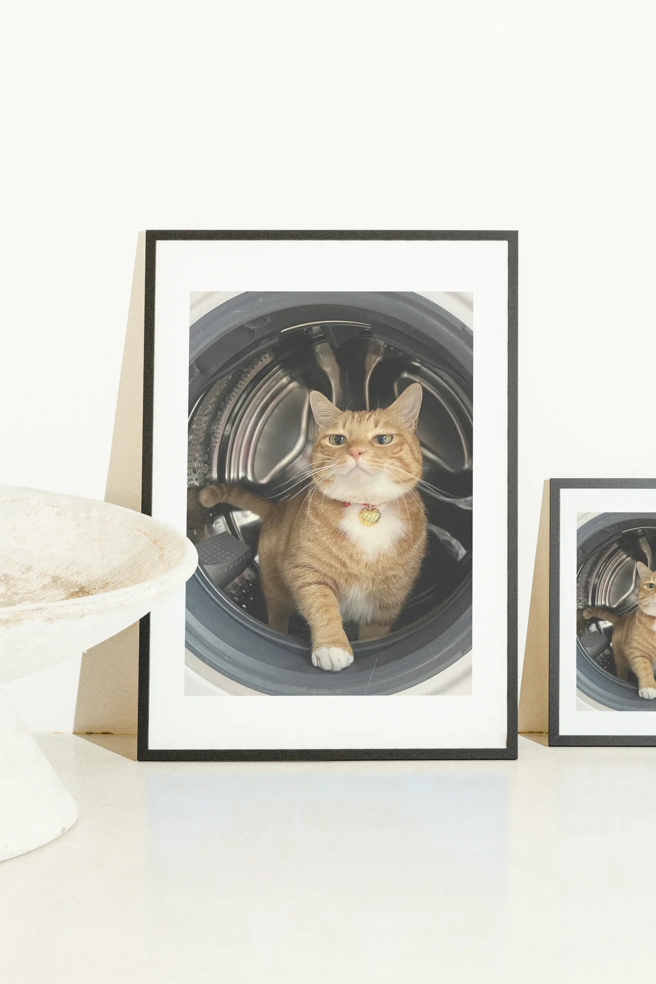 Feline Motion