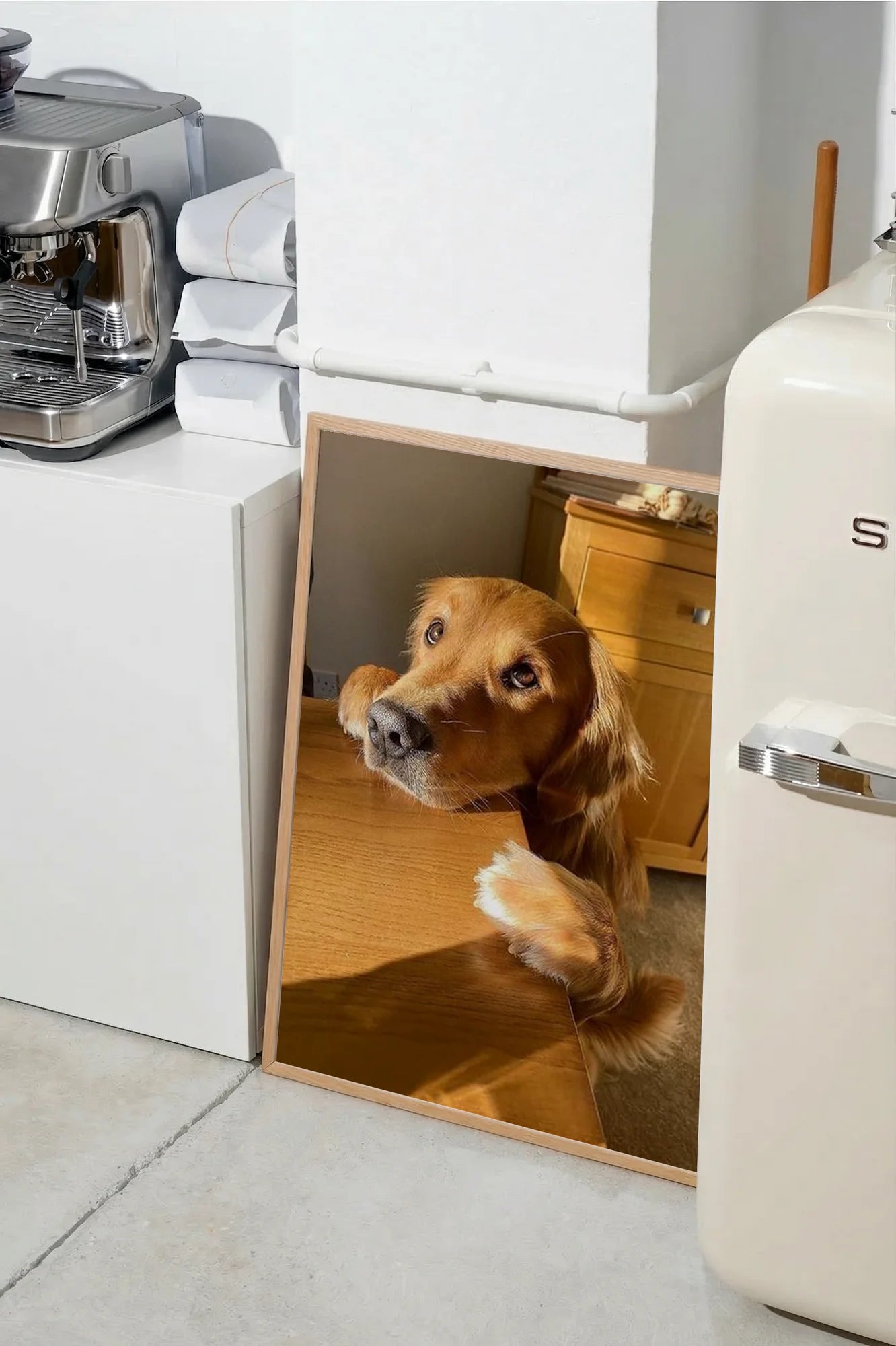 Golden Paws - SMEG
