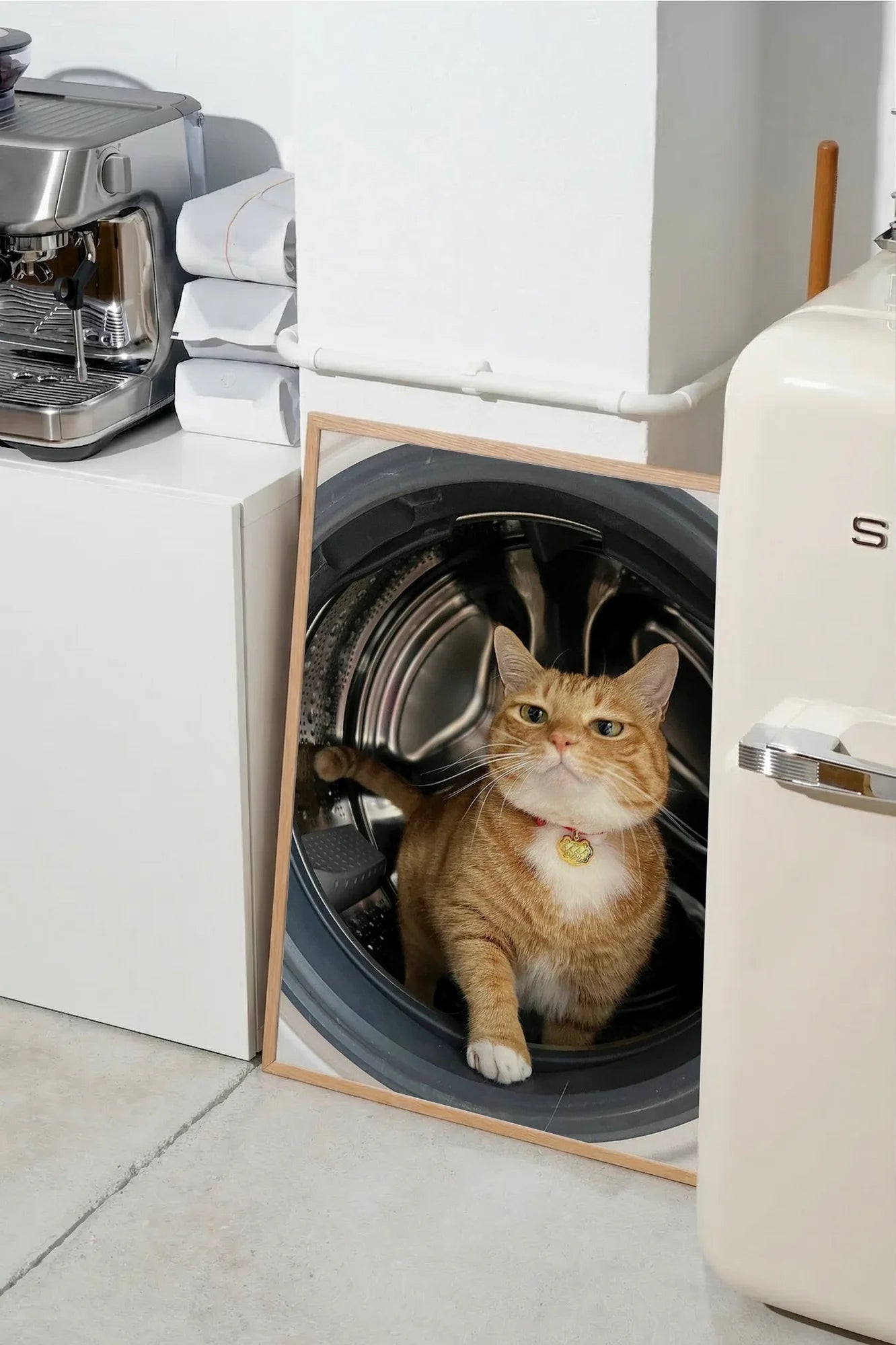 Feline Motion - SMEG