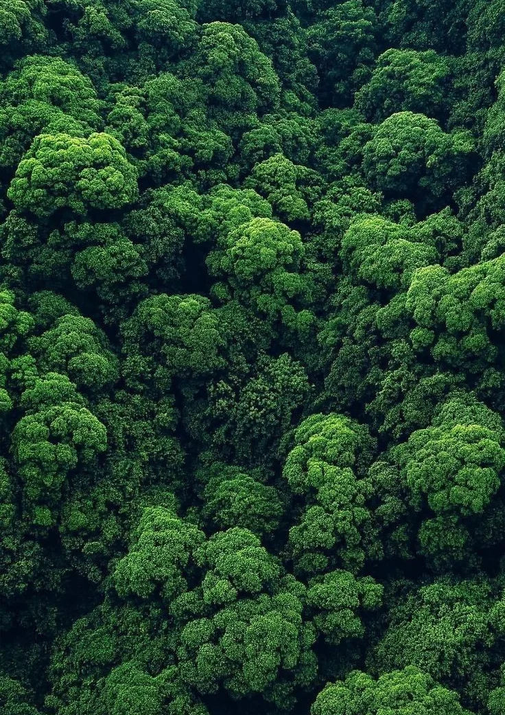 Silent Canopy