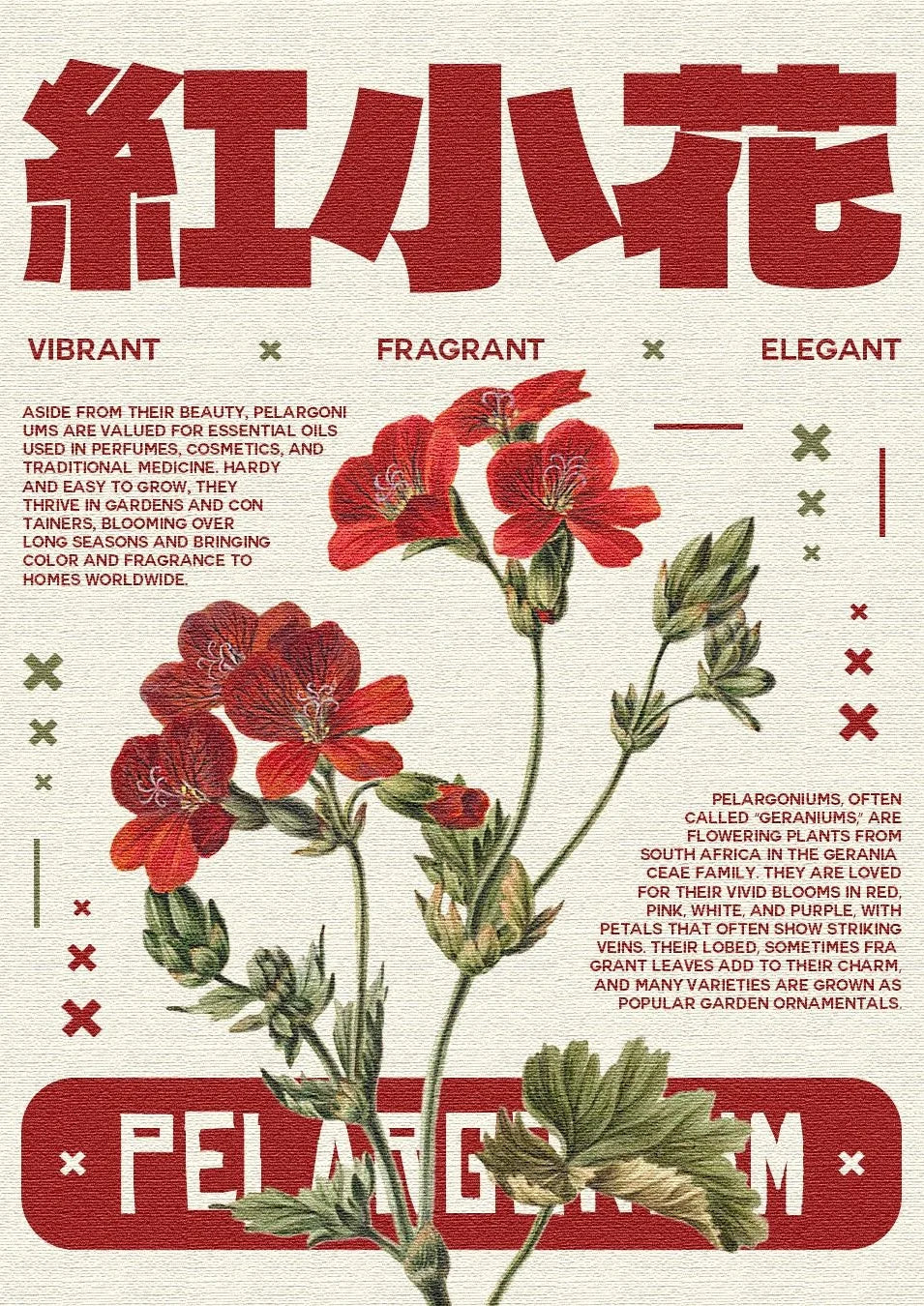 Bold crimson Pelargonium blooms contrast starkly with deep green foliage against a crisp white canvas, evoking timeless elegance and botanical poetry through clean, minimalist line