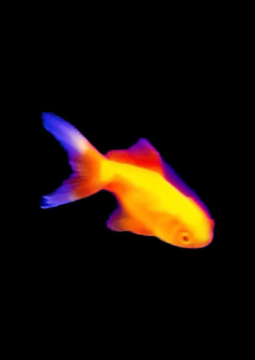 Une photographie numérique minimaliste capture un poisson vibrant rendu dans des tons de gradient thermique. Des teintes orange chaudes rencontrent des queues bleues froides sur une toile noire austère, évoquant le silence h. black, digital, marine, minimalist, orange, purple, vibrant