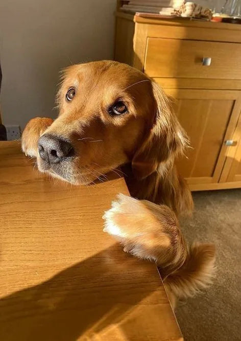 Golden Paws