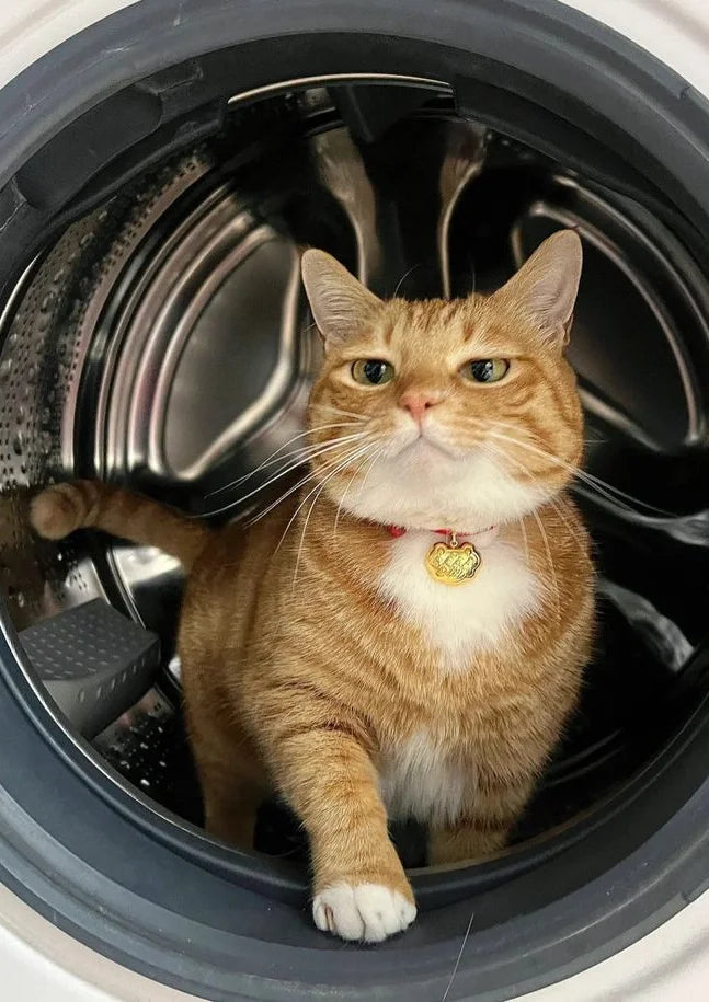 Feline Motion