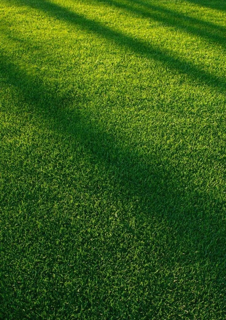 Verdant Quiet